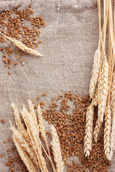 Buğday ve buğday-çuval bezi closeup kulaklara — Stok fotoğraf