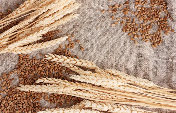 Wheat and wheat-ears on burlap closeup — Stock Photo, Image