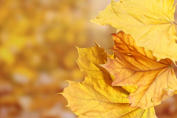 Folhas secas do bordo do outono no fundo amarelo Imagem De Stock
