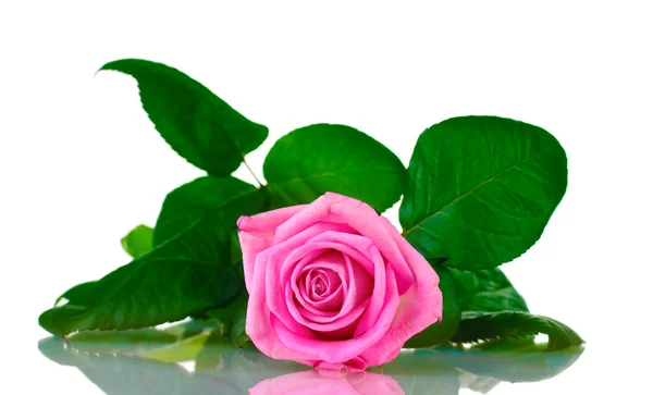 Pink rose isolated on white Stock Photo