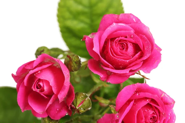 Many pink roses isolated on white Stock Image