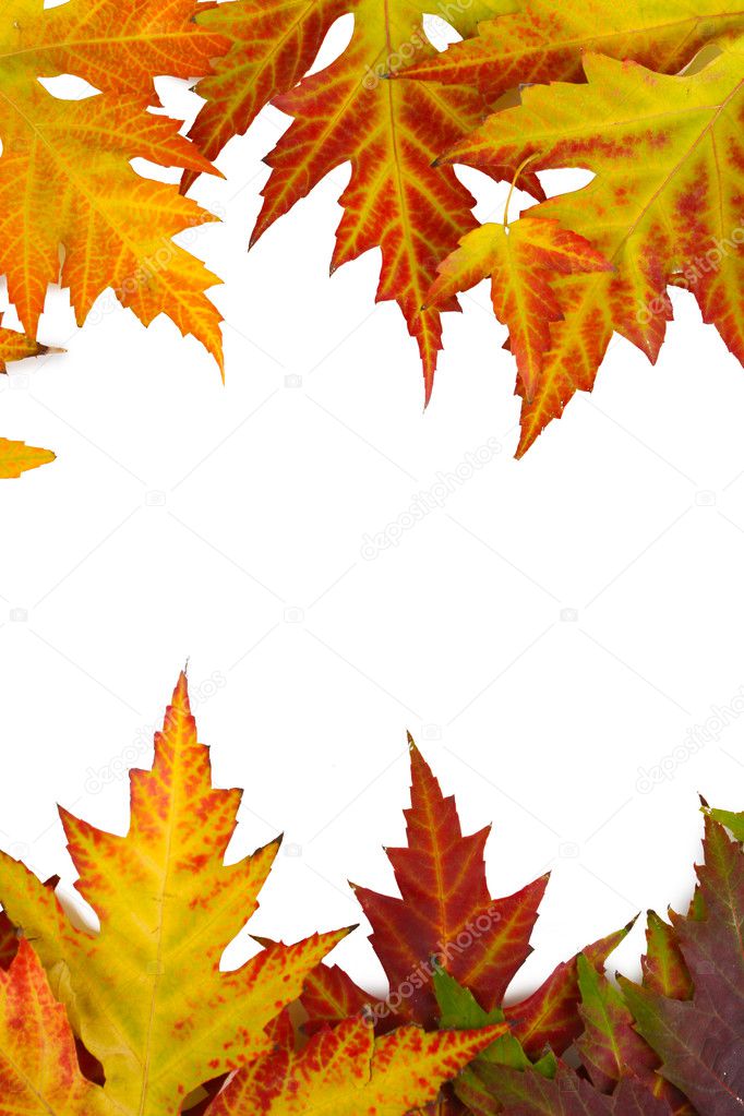 Vivid autumn maple leaves isolated on white