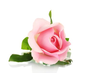 Pink rose isolated on white clipart