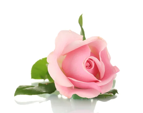 Różowa róża izolowana na białym — Zdjęcie stockowe