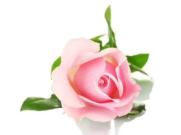 粉红的玫瑰在白色上被隔离 — 图库照片