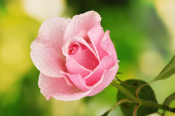 Vaaleanpunainen ruusu vihreällä taustalla — kuvapankkivalokuva