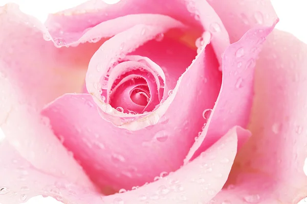 Pink rose isolated on white — Stock Photo, Image