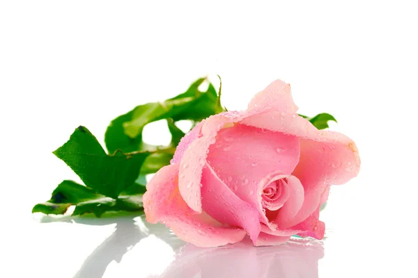 Rosa ros isolerad på vit — Stockfoto