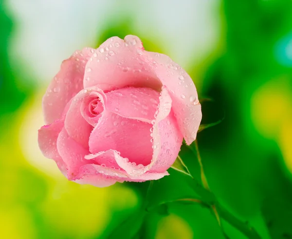Roze roos op groene achtergrond — Stockfoto