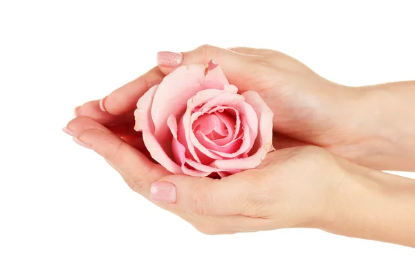 用手在白色背景上的粉红玫瑰 — 图库照片