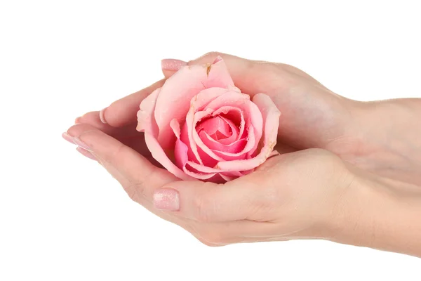 Růžová růže s rukama na bílém pozadí — Stock fotografie