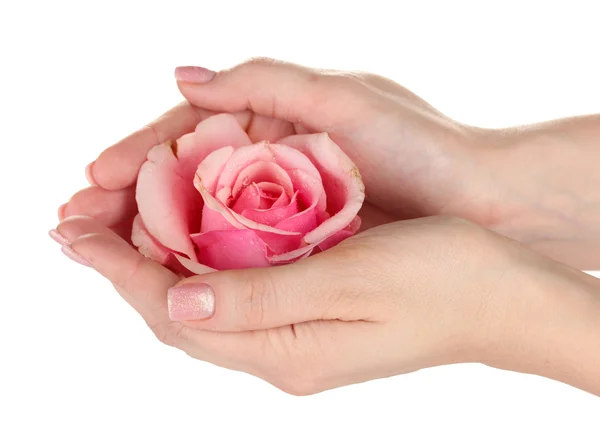 Roze roos met handen op witte achtergrond — Stockfoto