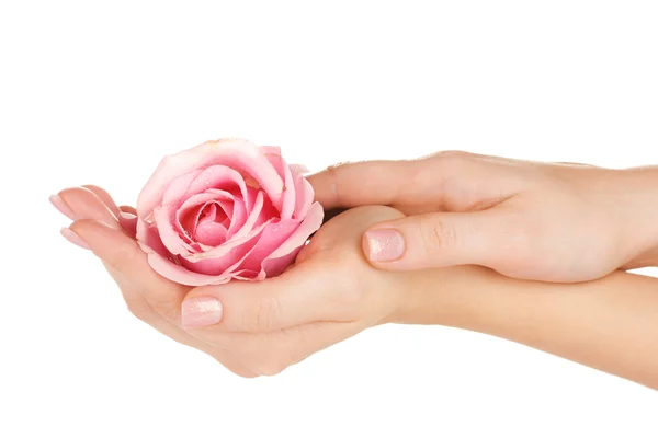 Pink rose with hands on white background — Stock Photo, Image