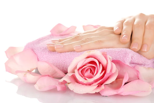 Roz trandafir cu mâinile pe fundal alb — Fotografie, imagine de stoc