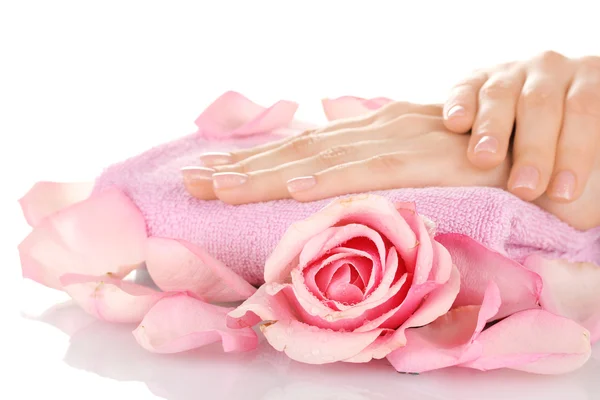 stock image Pink rose with hands on white background