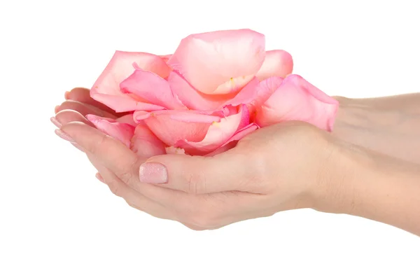Rose rose avec les mains sur fond blanc — Photo