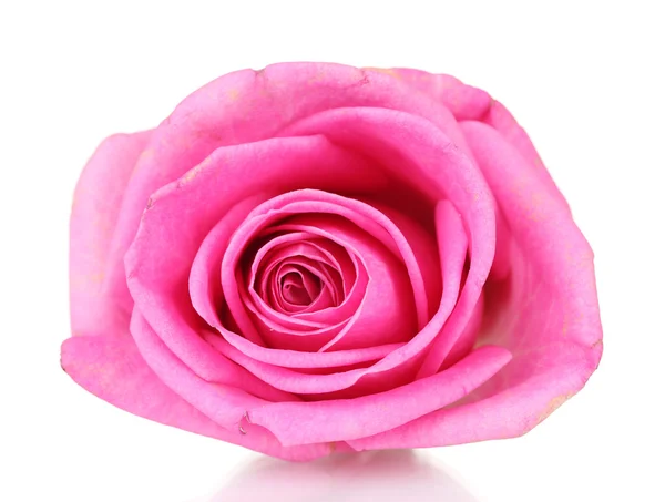 Pink rose on white background — Stock Photo, Image