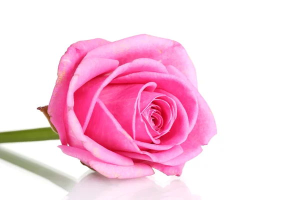 Ροζ τριαντάφυλλο σε λευκό φόντο — Φωτογραφία Αρχείου