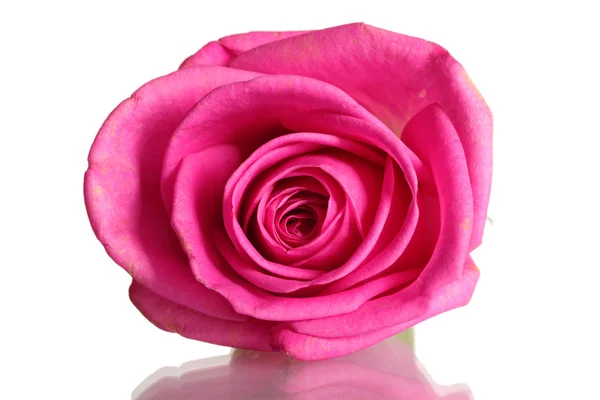 Růžová růže na bílém pozadí — Stock fotografie