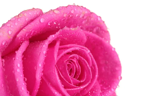 Rosa rosa con goccioline d'acqua primo piano — Foto Stock