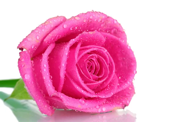 Pink rose with water droplets on white background — Stock Photo, Image