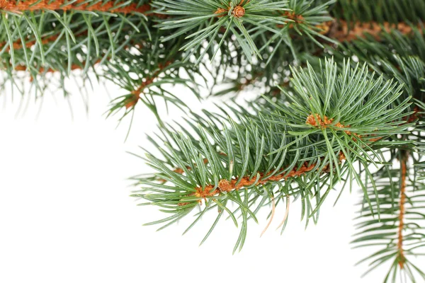 Zelený vánoční strom izolované na bílém — Stock fotografie