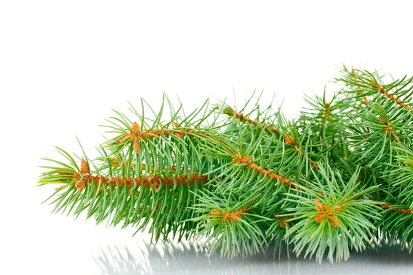 Zelený vánoční strom izolované na bílém — Stock fotografie