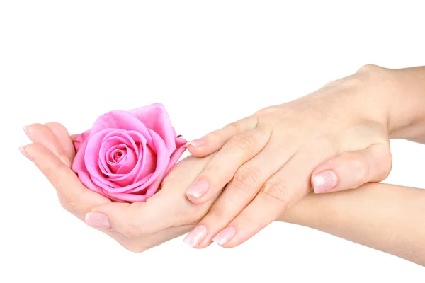 Rose in hands isolated on white — Stock Photo, Image