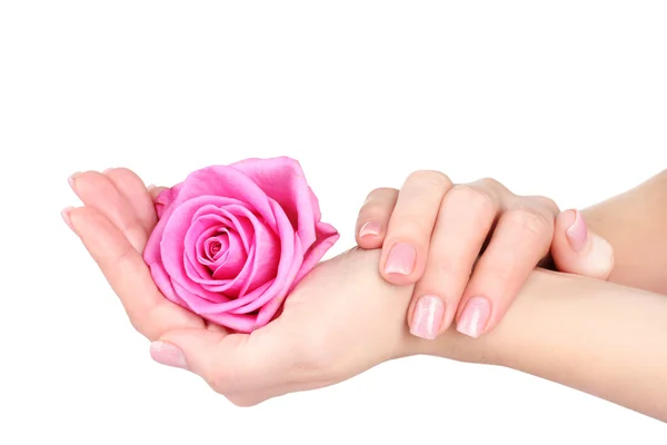 Rosa in mani isolate su bianco — Foto Stock
