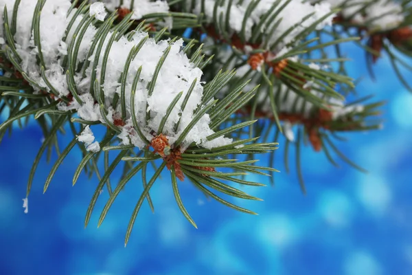 青で緑のクリスマス ツリー — ストック写真