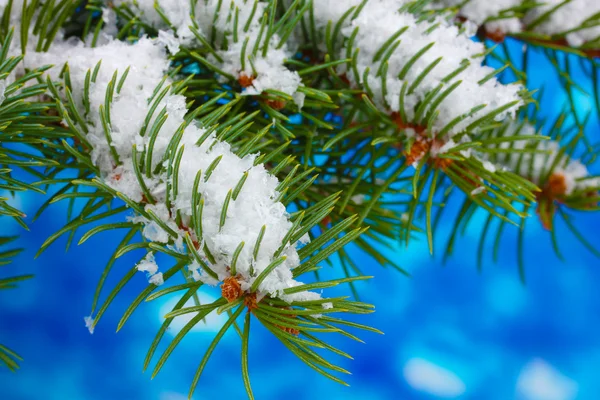 Albero di Natale verde su blu — Foto Stock