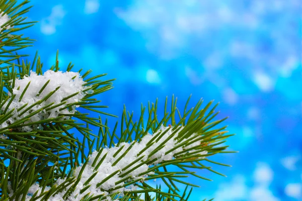 Πράσινο χριστουγεννιάτικο δέντρο, μπλε — Φωτογραφία Αρχείου