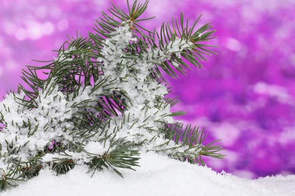 Green Christmas tree in the snow on purple — Stock Photo, Image