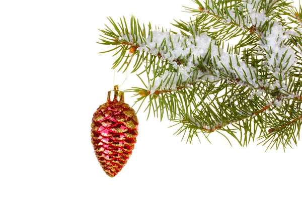 Christmas cone on the tree on white background — Stock Photo, Image