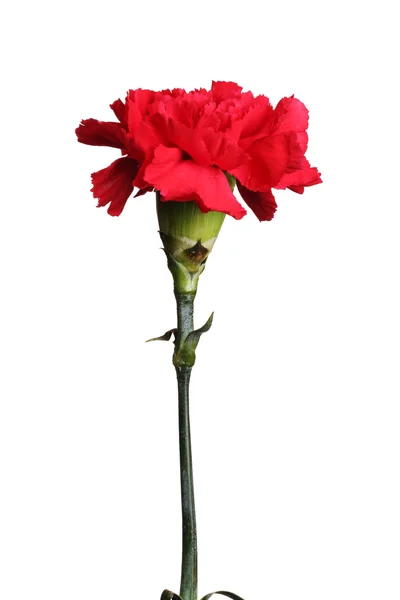 Red carnation isolated on white — Stock Photo, Image