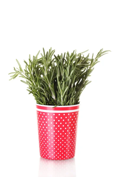 Färsk grön rosmarin i röd kopp isolerad på vit — Stockfoto