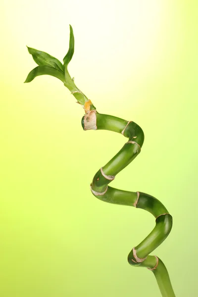 Beautiful bamboo on green background isolated on white — Stock Photo, Image