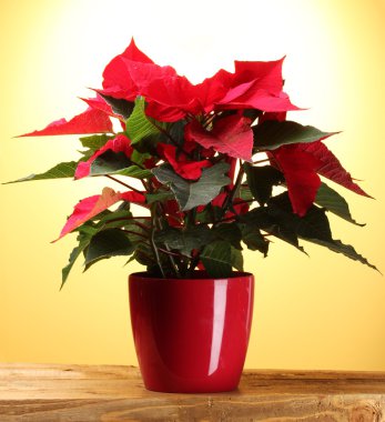 Beautiful poinsettia in flowerpot on wooden table on yellow background clipart