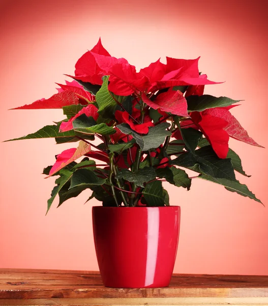 Bella poinsettia in vaso da fiori su tavolo di legno su sfondo rosso — Foto Stock