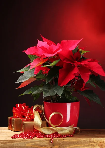 Beautiful poinsettia in flowerpot and gifts on wooden table on red backgrou — Stock Photo, Image