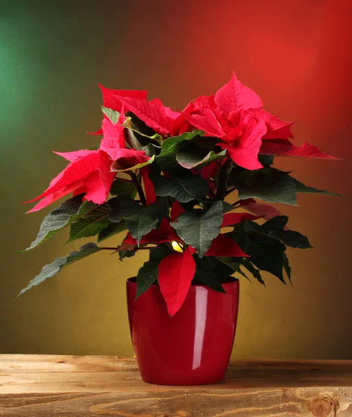 Schöner Weihnachtsstern im Blumentopf auf Holztisch auf hellem Hintergrund — Stockfoto