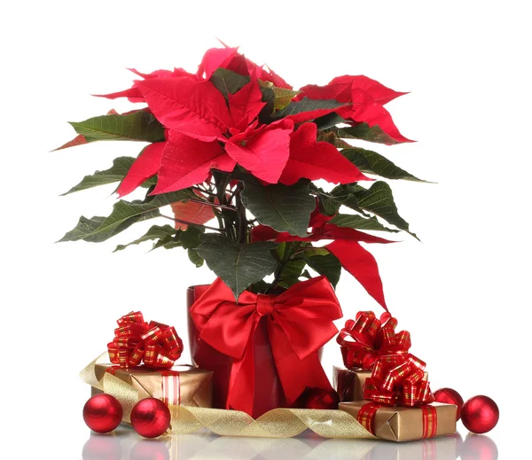 Mooie poinsettia in bloempot, new year's ballen en geschenken geïsoleerd — Stockfoto