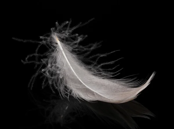 stock image Beautiful feather on black background