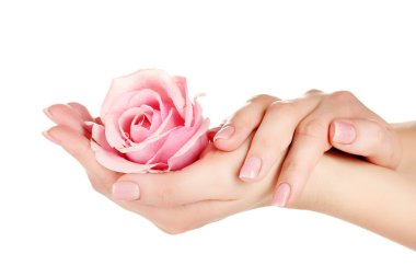 Pink rose with hands on white background clipart