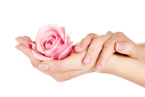 Rosa rosa com as mãos no fundo branco — Fotografia de Stock