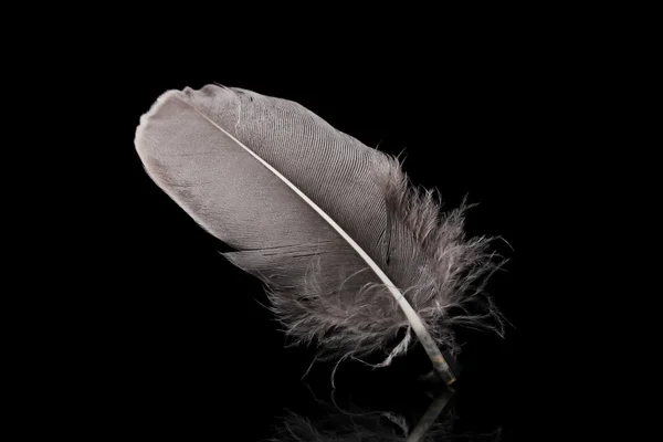 검은 바탕에 아름 다운 깃털 — 스톡 사진