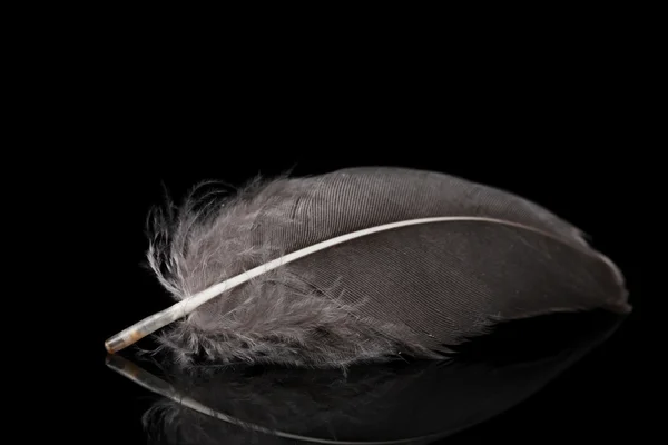 Όμορφη φτερό σε μαύρο φόντο — Φωτογραφία Αρχείου
