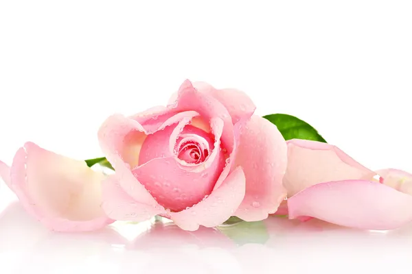 ดอกกุหลาบสีชมพูแยกจากสีขาว รูปภาพสต็อก