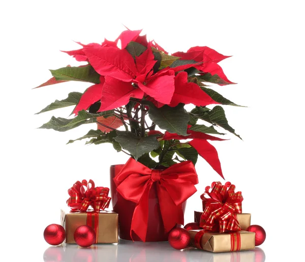 Bellissima poinsettia in vaso da fiori, le palle e i regali di Capodanno isolati — Foto Stock