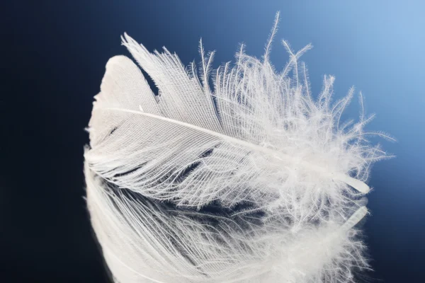 Hermosa pluma sobre fondo azul — Foto de Stock